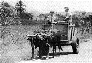 Two farmers on the highway outside Havana pilot one of the more popular forms of transportation in a country facing critical shortages of fuel and nightly blackouts – the ox-drawn cart.